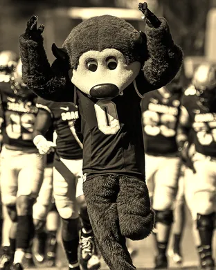 Colorado Buffaloes Tempe