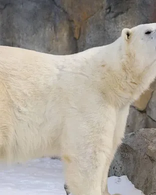 Polar Bears Tempe